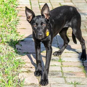 ASTORIA -  Labrador Retriever and Mixed Breed Dog for Adoption in St. Louis, Missouri - ASTORIA | PetCurious