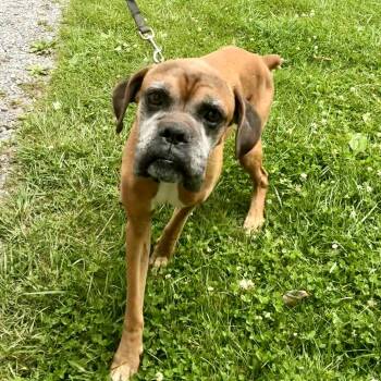 RuffinRalph -  Boxer Dog for Adoption in Chattanooga, Tennessee - RuffinRalph | PetCurious