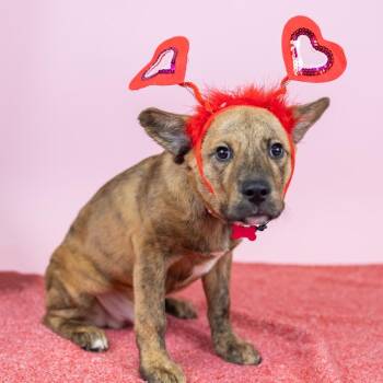 Mixed Breed Dogs Available for Adoption - Riker | PetCurious
