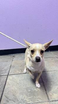 Mixed Breed Dogs Available for Adoption in El Paso, Texas - 61053230 | PetCurious