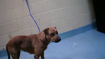 Rescue Pit Bull Terrier and Mixed Breed Dogs for Adoption in Tulsa, Oklahoma - TANDY | PetCurious