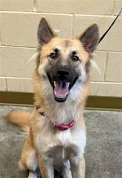 Rescue German Shepherd Dog Dogs for Adoption in Texas City, Texas - CALLIOPE | PetCurious