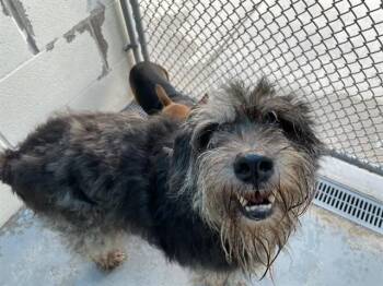 OREO -  Schnauzer and Poodle Dog for Adoption in Corpus Christi, Texas - OREO | PetCurious