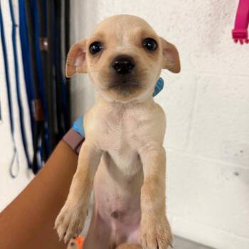 Gummy Bear -  Chihuahua and Mixed Breed Dog for Adoption in Edinburg, Texas - Gummy Bear | PetCurious