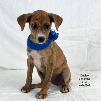 Dudley - Local August 28-30 -  Rat Terrier Dog for Adoption in Brookshire, Texas - Dudley - Local August 28-30 | PetCurious