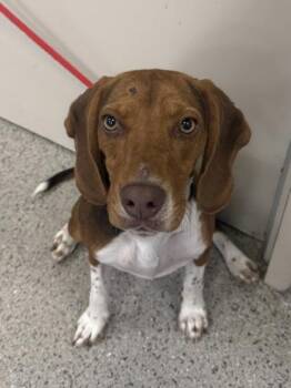 Beagle and Hound Dogs Available for Adoption in Fishers, Indiana - Rio Grande | PetCurious