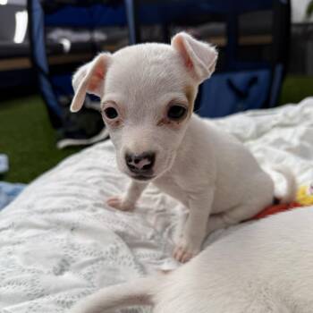 Dumpling - Costa Mesa Location *Available 9/26* -  Terrier and Mixed Breed Dog for Adoption in Chino Hills, California - Dumpling - Costa Mesa Location *Available 9/26* | PetCurious