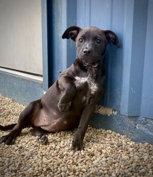 Terrier and Standard Schnauzer Dogs Available for Adoption in Kalamazoo, Michigan - Chara | PetCurious