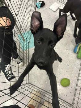 Rescue Labrador Retriever Dogs for Adoption in Palatine, Illinois - Huck | PetCurious