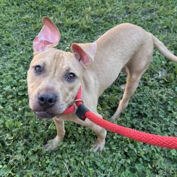 Golden Girl -  Pit Bull Terrier Dog for Adoption in Philadelphia, Pennsylvania - Golden Girl | PetCurious