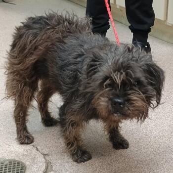 Brussels Griffon and Mixed Breed Dogs Available for Adoption - Beaver | PetCurious