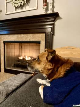 Corgi Dogs Available for Adoption - Mr Bridgerton | PetCurious