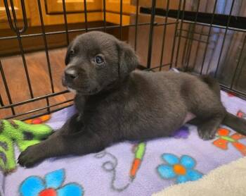 Wish Bear -  Poodle and Mixed Breed Dog for Adoption in Severance, Colorado - Wish Bear | PetCurious