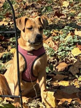 Rescue Pit Bull Terrier Dogs for Adoption in Germantown, Ohio - Rani | PetCurious