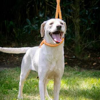 Louie -  Whippet Dog for Adoption in Houston, Texas - Louie | PetCurious