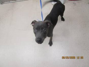(809) -  Pit Bull Terrier Dog for Adoption in Marietta, Georgia - (809) | PetCurious