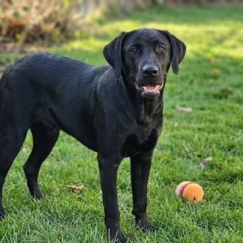 Black Labrador Retriever Dogs Available for Adoption in Rossville, Georgia - Zeus | PetCurious