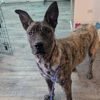 Dutch Shepherd and Mixed Breed Dogs Available for Adoption in Jefferson City, Tennessee - ED | PetCurious