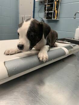 Pit Bull Terrier and Mixed Breed Dogs Available for Adoption in Corpus Christi, Texas - CHARLI | PetCurious