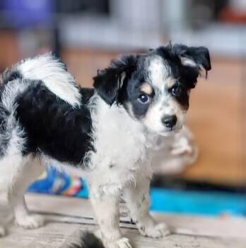 Zipper -  Pomeranian and Mixed Breed Dog for Adoption in Evergreen, Colorado - Zipper | PetCurious