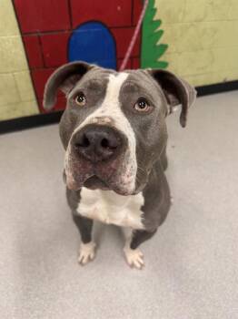 Pit Bull Terrier Dogs Available for Adoption - STITCH | PetCurious