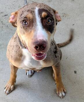 Ms. Charlie -  Catahoula Leopard Dog Dog for Adoption in St. Augustine, Florida - Ms. Charlie | PetCurious