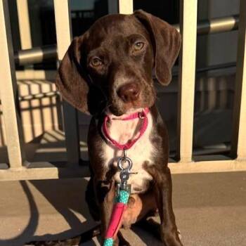 Labrador Retriever Dogs Available for Adoption - Magic  | PetCurious