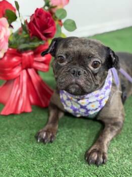 French Bulldog and Mixed Breed Dogs Available for Adoption in Carlsbad, California - Hawaii-One Of Our Amazing Rescue Dogs | PetCurious