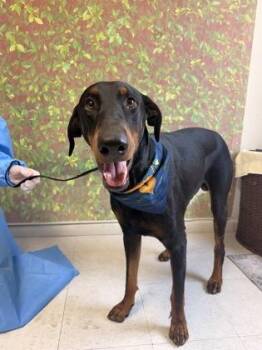 Tlaloc -  Doberman Pinscher and Mixed Breed Dog for Adoption in San Antonio, Texas - Tlaloc | PetCurious