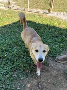 Blondie -  Mixed Breed Dog for Adoption in Leitchfield, Kentucky - Blondie | PetCurious