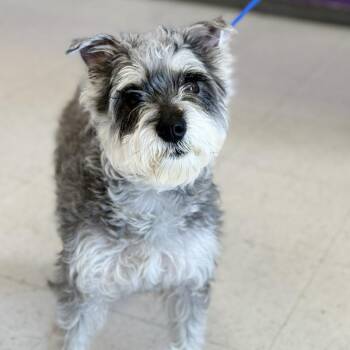 Schnauzer Dogs Available for Adoption in Fresno, California - Lady | PetCurious