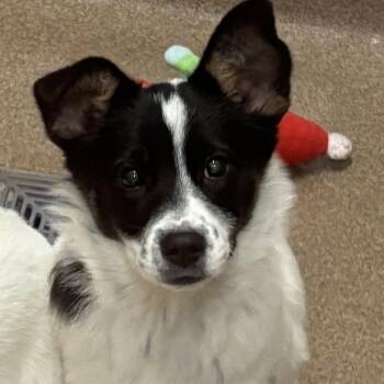 Saint Bernard Dogs Available for Adoption - Slalom | PetCurious