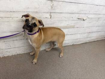 ZORO -  Pug and Mixed Breed Dog for Adoption in San Bernardino, California - ZORO | PetCurious