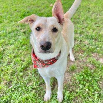 Khaleesi -  Labrador Retriever and Mixed Breed Dog for Adoption in Carencro, Louisiana - Khaleesi | PetCurious