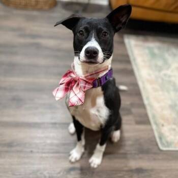 Pit Bull Terrier and Rat Terrier Dogs Available for Adoption - Cami Cuddling Cutie | PetCurious