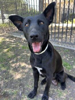 Labrador Retriever Dogs Available for Adoption in Riverside, California - SAMANTHA | PetCurious