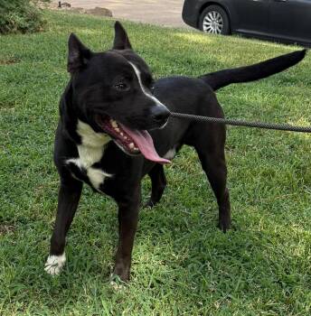 Rescue American Staffordshire Terrier Dogs for Adoption in Spring, Texas - Oreo | PetCurious