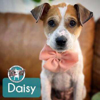 Dachshund and Chihuahua Dogs Available for Adoption in Friendswood, Texas - Daisy Honeybunch | PetCurious
