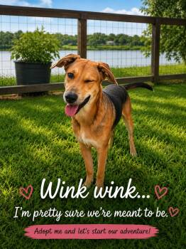 Finn -  Shepherd and Beagle Dog for Adoption in VERNON ROCKVL, Connecticut - Finn | PetCurious