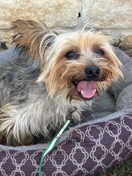 Rescue Yorkshire Terrier Dogs for Adoption in Lampasas, Texas - Burrito | PetCurious