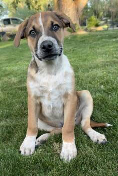 Sunny -  American Staffordshire Terrier and Great Pyrenees Dog for Adoption in Twin Falls, Idaho - Sunny | PetCurious