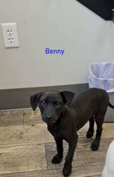Hound Dogs Available for Adoption in Norfolk, Massachusetts - Benson | PetCurious
