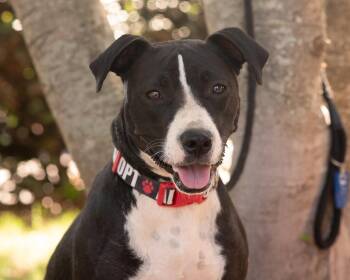 AMELIA -  Terrier Dog for Adoption in Southaven, Mississippi - AMELIA | PetCurious