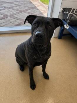 Labrador Retriever and Mixed Breed Dogs Available for Adoption in North Richland Hills, Texas - London | PetCurious