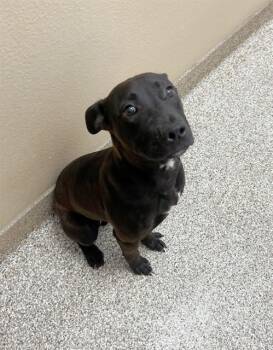 SPYRO -  Pit Bull Terrier and Mixed Breed Dog for Adoption in Blythe, California - SPYRO | PetCurious