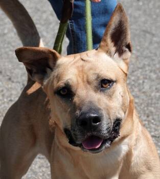 Basset Hound and Shepherd Dogs Available for Adoption in Millfield, Ohio - Sprout | PetCurious