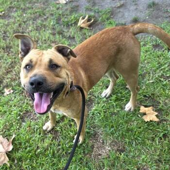 BANJO -  Pit Bull Terrier and Mixed Breed Dog for Adoption in Long Beach, California - BANJO | PetCurious