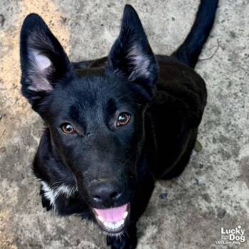 Wendy -  Shepherd and Retriever Dog for Adoption in Washington, District Of Columbia - Wendy | PetCurious