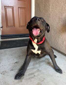 Rescue Pit Bull Terrier Dogs for Adoption - VELMA | PetCurious