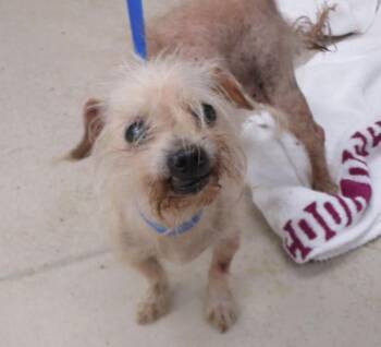 (300) -  Shih Tzu Dog for Adoption in Marietta, Georgia - (300) | PetCurious